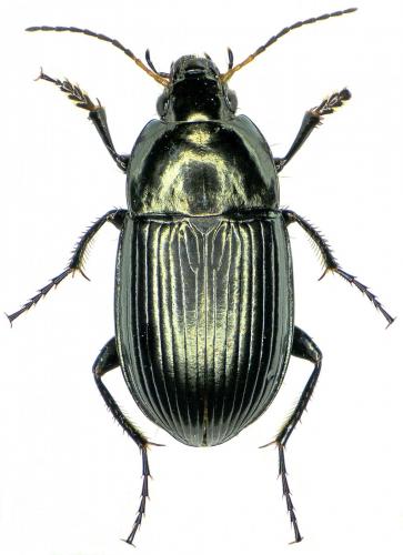 Réf. 222 554 : Amara ovata